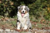 BERGER AUSTRALIEN PUPPIES 154
